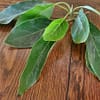 Healing Properties of Fresh Organic Avocado Leaf Tea