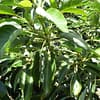 Medicinal Properties of Avocado Leaf Tea