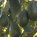 California Organic Avocados Delivered from Zava Ranch