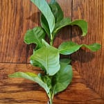 Organic Lemon Leaves for Tea - Fresh Lemon Leaf