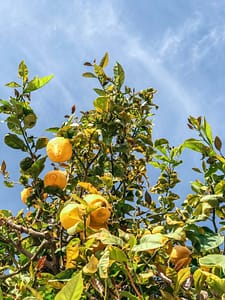 Organic Fruit in California Orchard