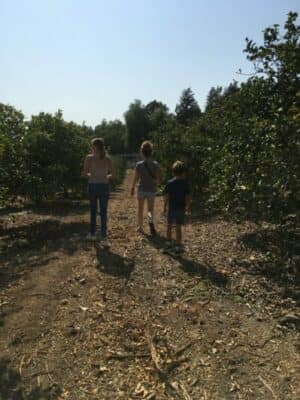 Zava Ranch - Chemical Free Organic Fruit in California Orchard